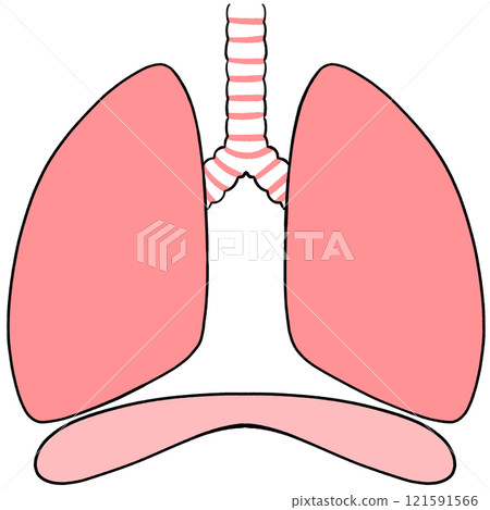 健康肺部和膈肌的插圖 健康肺部和膈肌的插圖 121591566
