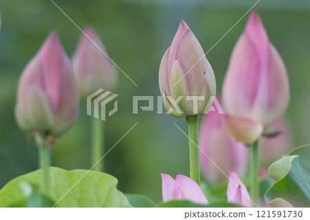 淡粉紅色的蓮花花蕾 121591730
