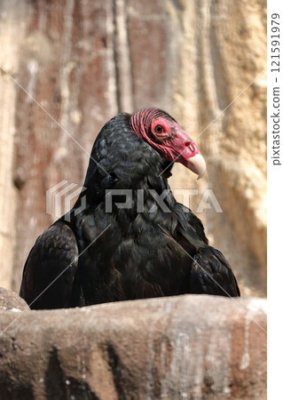 Portrait of a Turkey Vulture looking sideways 121591979