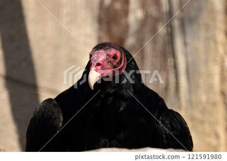 A close-up of a Turkey Vulture's face bathed in sunlight 121591980