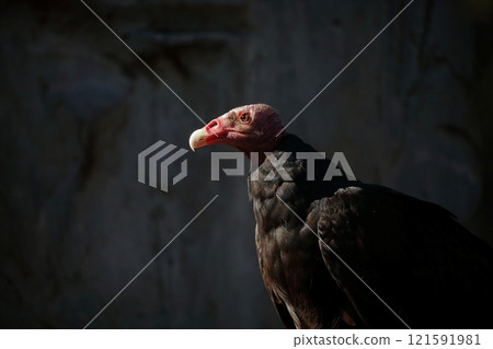 A beautiful Turkey Vulture bathed in sunlight A beautiful Turkey Vulture bathed in sunlight 121591981