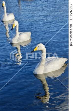A flock of gracefully swimming swans 121592017