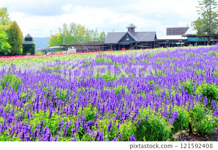 Hokkaido Travelogue Farm Tomita in late September Farm Tomita in autumn Hokkaido Travelogue Farm Tomita in late September Farm Tomita in autumn 121592408