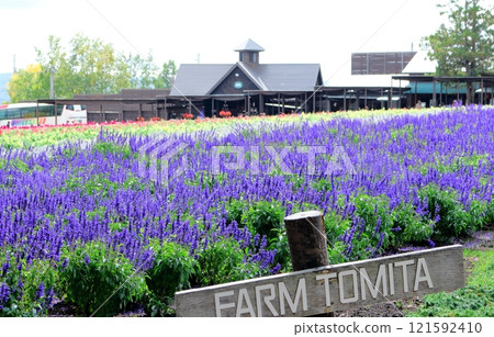 Hokkaido Travelogue Farm Tomita in late September Farm Tomita in autumn 121592410