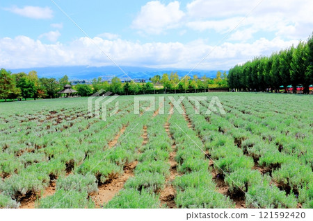 Hokkaido Travelogue Farm Tomita in late September Farm Tomita in autumn 121592420