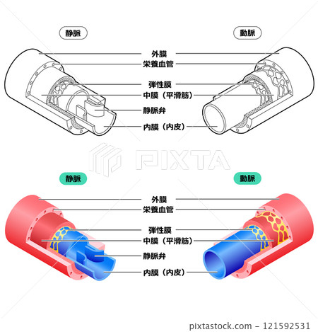 血管的結構-插圖素材 [121592531] - PIXTA圖庫