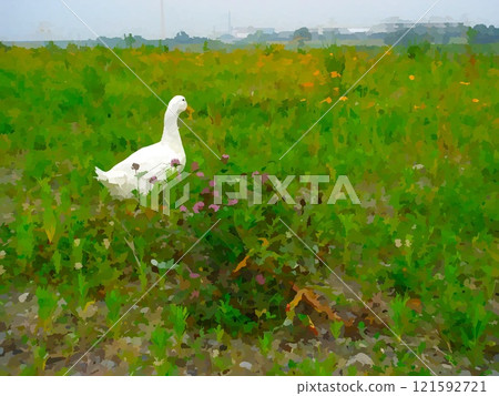Tama River in early summer (ducks) 121592721