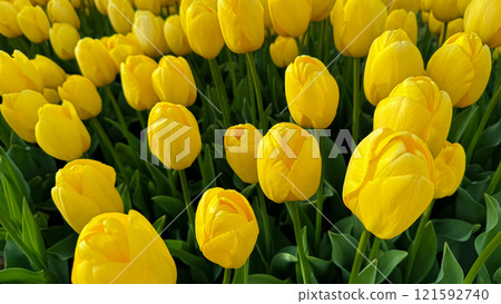 Flowers background. Close up of yellow tulips in full bloom, dense floral display in spring garden, vibrant natural tulip bouquet for horticulture and botanical themes, design and print. 121592740