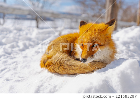 冬天的狐狸 冬天的狐狸 121593297