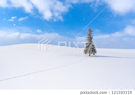 Winter scenery in Biei: Christmas trees 121593319