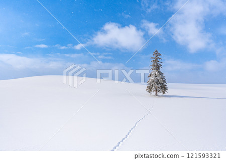 Winter scenery in Biei: Christmas trees Winter scenery in Biei: Christmas trees 121593321