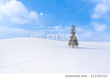 Winter scenery in Biei: Christmas trees 121593322
