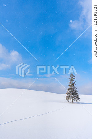 Winter scenery in Biei: Christmas trees 121593323