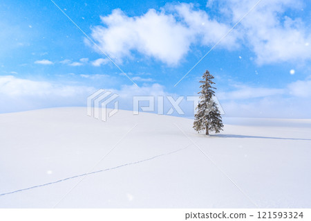 Winter scenery in Biei: Christmas trees Winter scenery in Biei: Christmas trees 121593324
