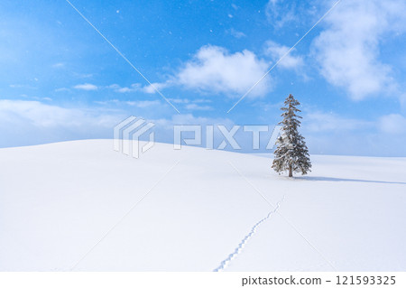 Winter scenery in Biei: Christmas trees Winter scenery in Biei: Christmas trees 121593325