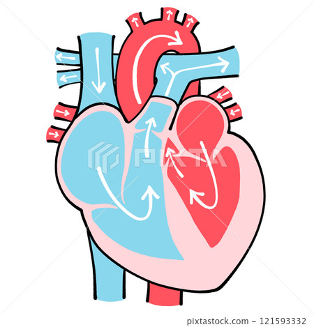 心臟的橫切面圖 血流方向 121593332