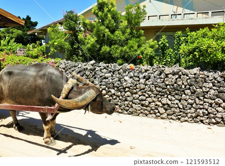 Water buffalo in Taketomi-jima, Okinawa Water buffalo in Taketomi-jima, Okinawa 121593512
