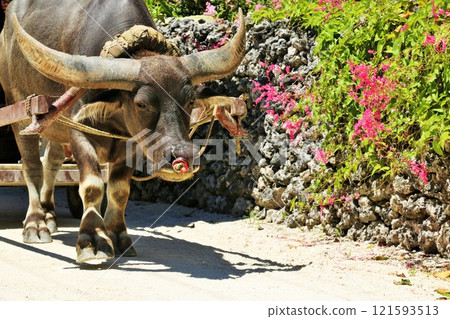 Water buffalo in Taketomi-jima, Okinawa 121593513