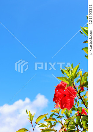 Okinawa Hateruma Island Blue sky and hibiscus 121593531