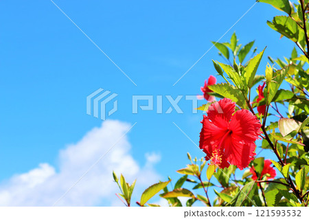 Okinawa Hateruma Island Blue sky and hibiscus 121593532