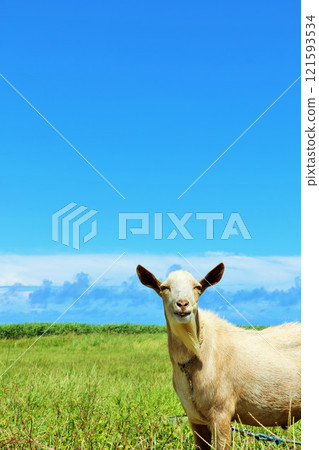 Okinawa Hateruma Island blue sky and goat 121593534