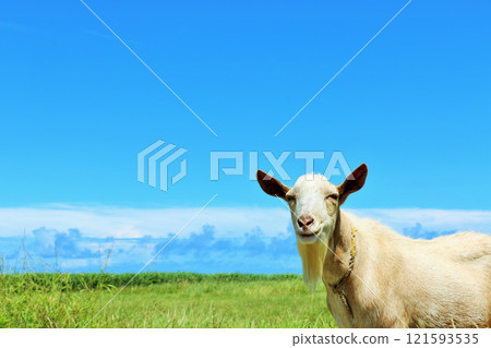 沖繩波照間島藍天和山羊 121593535