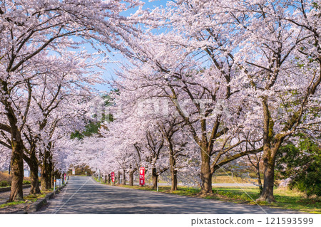 Muramatsu公園的櫻花 121593599
