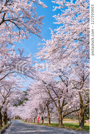 Muramatsu公園的櫻花 121593603
