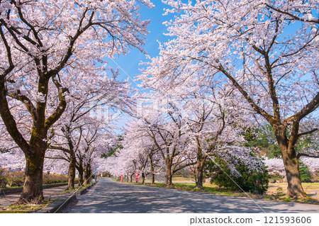 Muramatsu公園的櫻花 121593606