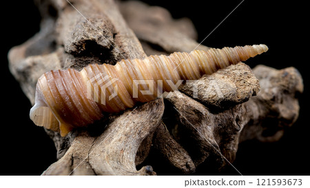 Turritella shell on driftwood macro black background Turritella shell on driftwood macro black background 121593673