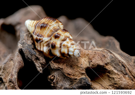 Striped Seashell on Rough Driftwood 121593692