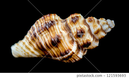 Striped Conch Seashell Isolated 121593693