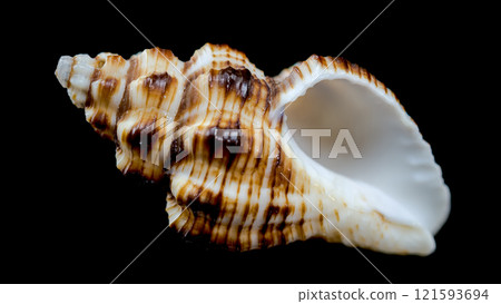 Striped Conch Seashell Isolated Striped Conch Seashell Isolated 121593694