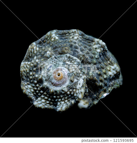 Tegula funebralis snail on black background macro 121593695