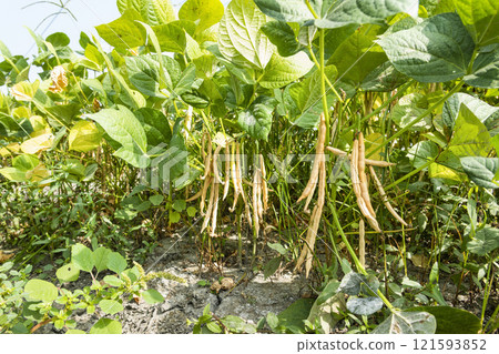 Close-up of adzuki pods growing in the farmland of Wandan, Pingtung, Taiwan. 121593852