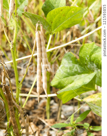 Close-up of adzuki pods growing in the farmland of Wandan, Pingtung, Taiwan. 121593855