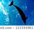 海豚 121593961