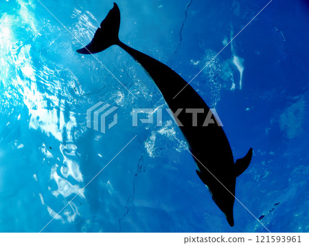Dolphin Dolphin 121593961