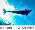 海豚 121593965