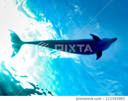 Dolphin 121593965