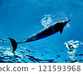 海豚 121593968