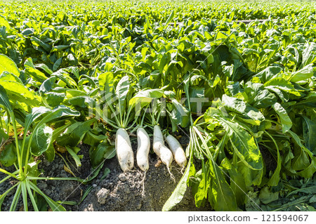 Freshly harvested White Jade Radishes are placed in farmland in Meinong, Kaohsiung, Taiwan. Freshly harvested White Jade Radishes are placed in farmland in Meinong, Kaohsiung, Taiwan. 121594067