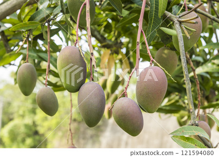 Close-up of the mango fruits on the mango tree in Tainan, Taiwan.  121594080