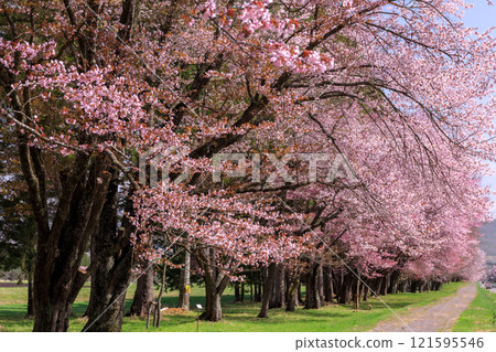 Shinhidaka Town, Hokkaido: Cherry blossom trees along Nijukken Road, chosen as one of Japan's 100 best cherry blossom viewing spots [April] 121595546