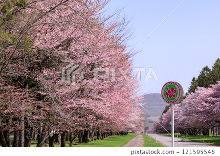 北海道新日高町二十間路的櫻花樹被選為櫻花名所百選之一 [4月] 121595548