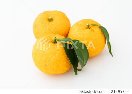 Winter Solstice - Yuzu Image 01 Winter Solstice - Yuzu Image 01 121595894
