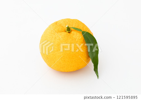 Winter Solstice - Yuzu Image 02 Winter Solstice - Yuzu Image 02 121595895