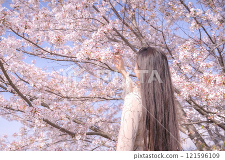 I look up at the cherry tree 121596109