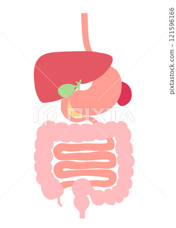 Illustration of the digestive system organs (esophagus, stomach, pancreas, spleen, liver, gallbladder, large intestine, small intestine) 121596166