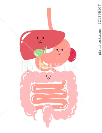 消化系統內臟器官的插圖（食道、胃、胰臟、脾、肝、膽囊、大腸、小腸） 121596167